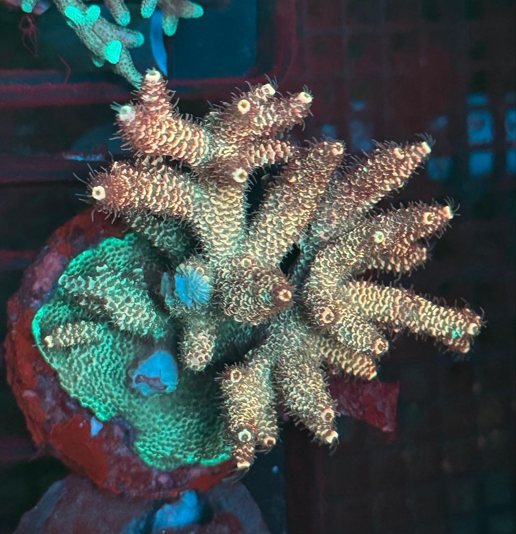 SPS 7種類 サンゴ