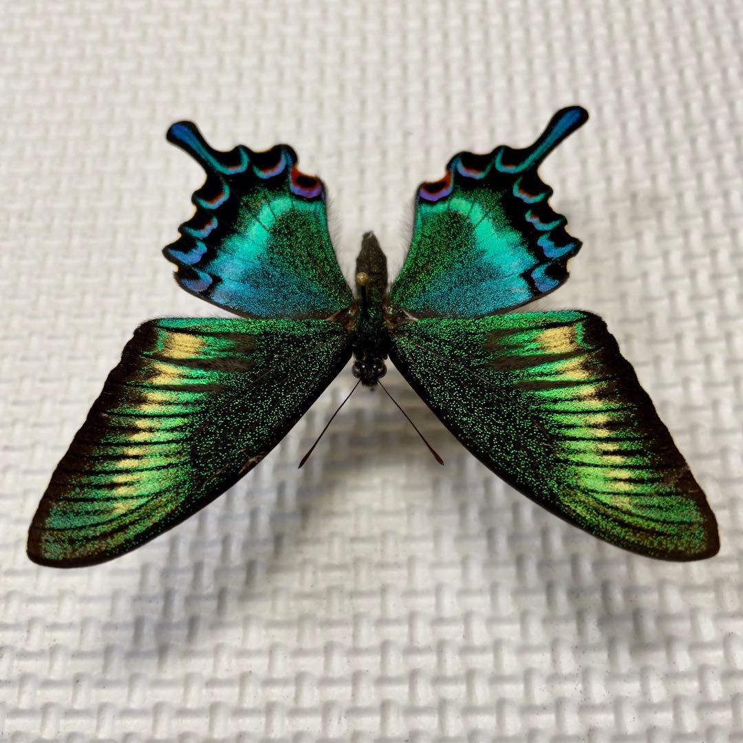 蝶標本　北海道産　極美麗ミヤマカラスアゲハ春型♂ 飼育品　完品　⭐️マイコレに‼️