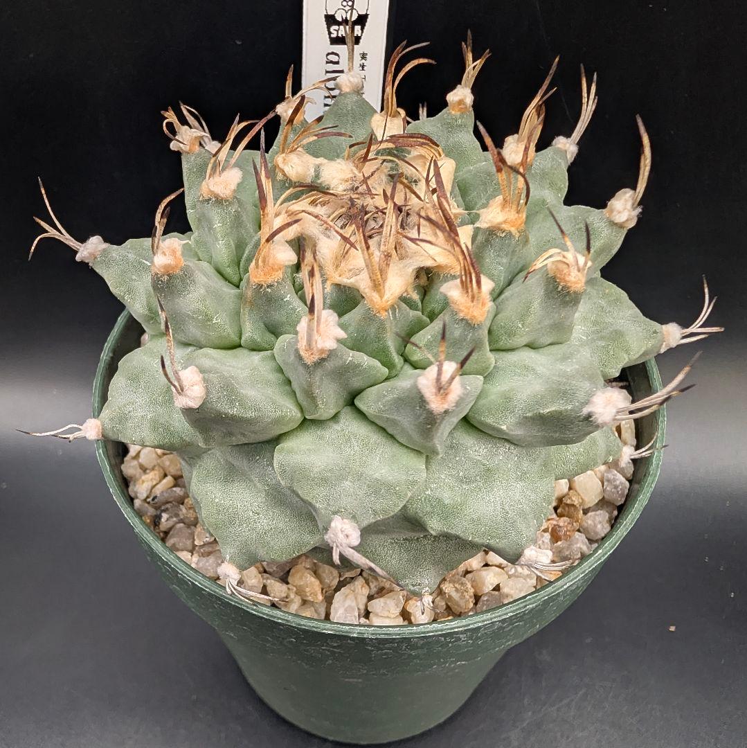 k*n様 大疣アロンソイ 国内実生 鉢植え メルカリ便送料込み