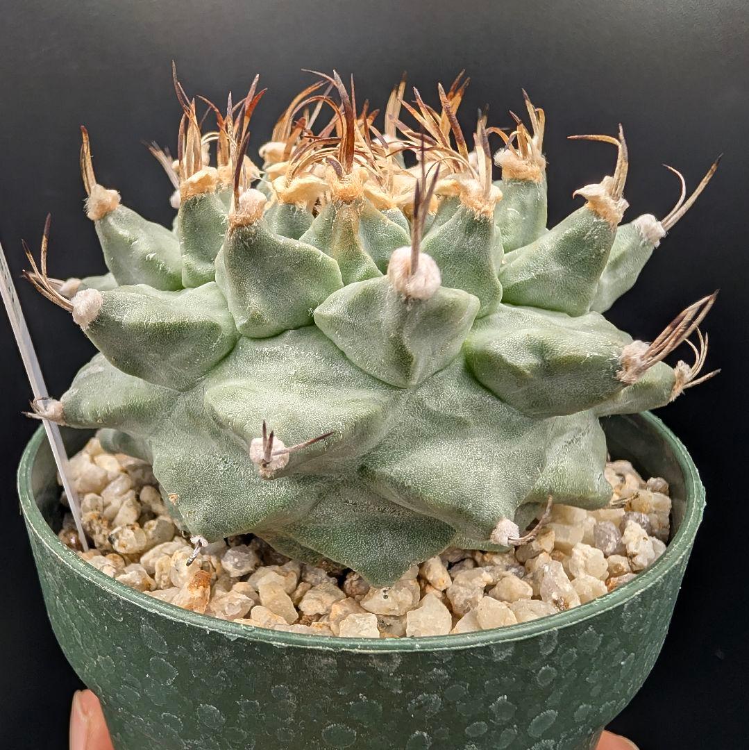 k*n様 大疣アロンソイ 国内実生 鉢植え メルカリ便送料込み