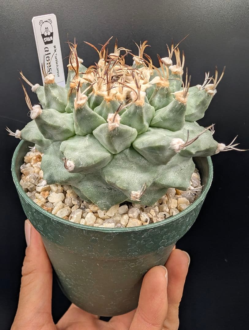 k*n様 大疣アロンソイ 国内実生 鉢植え メルカリ便送料込み