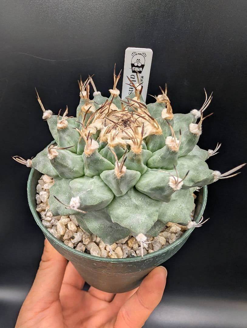 k*n様 大疣アロンソイ 国内実生 鉢植え メルカリ便送料込み