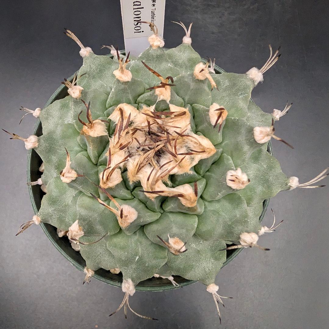 k*n様 大疣アロンソイ 国内実生 鉢植え メルカリ便送料込み