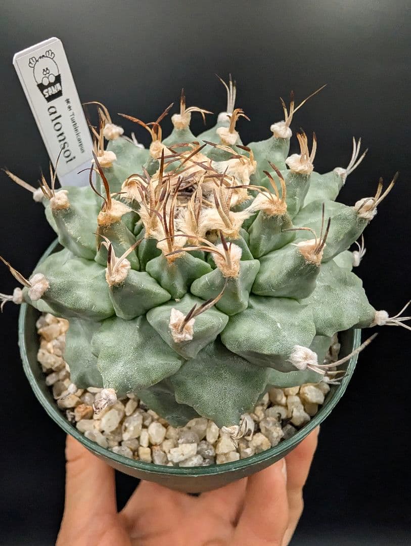 k*n様 大疣アロンソイ 国内実生 鉢植え メルカリ便送料込み