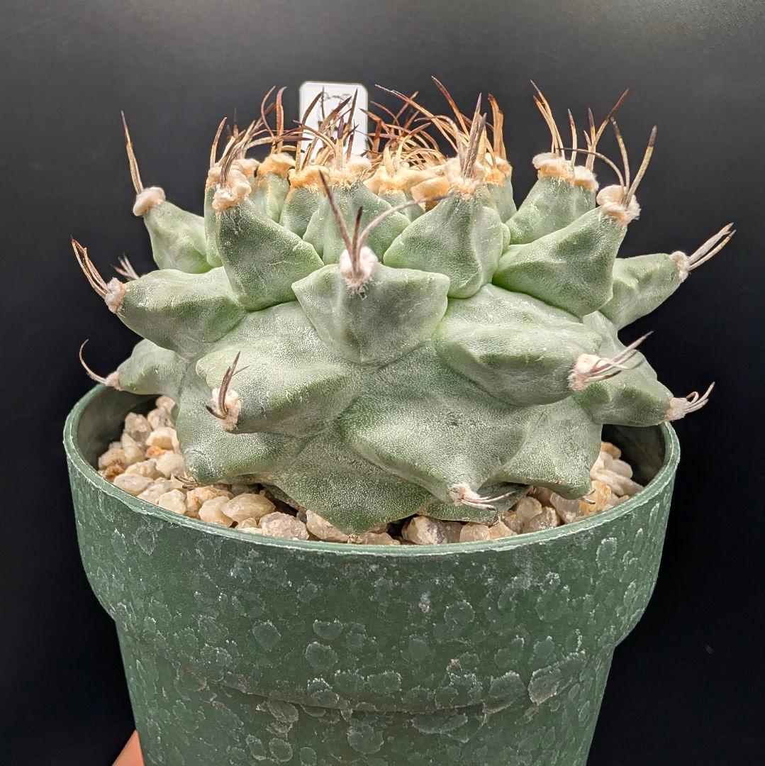 k*n様 大疣アロンソイ 国内実生 鉢植え メルカリ便送料込み