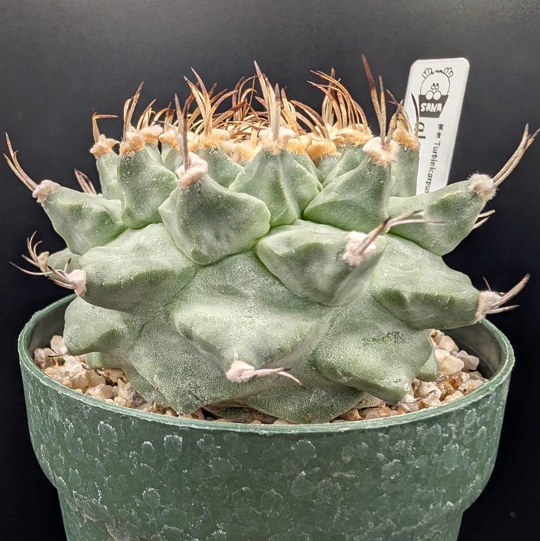 k*n様 大疣アロンソイ 国内実生 鉢植え メルカリ便送料込み