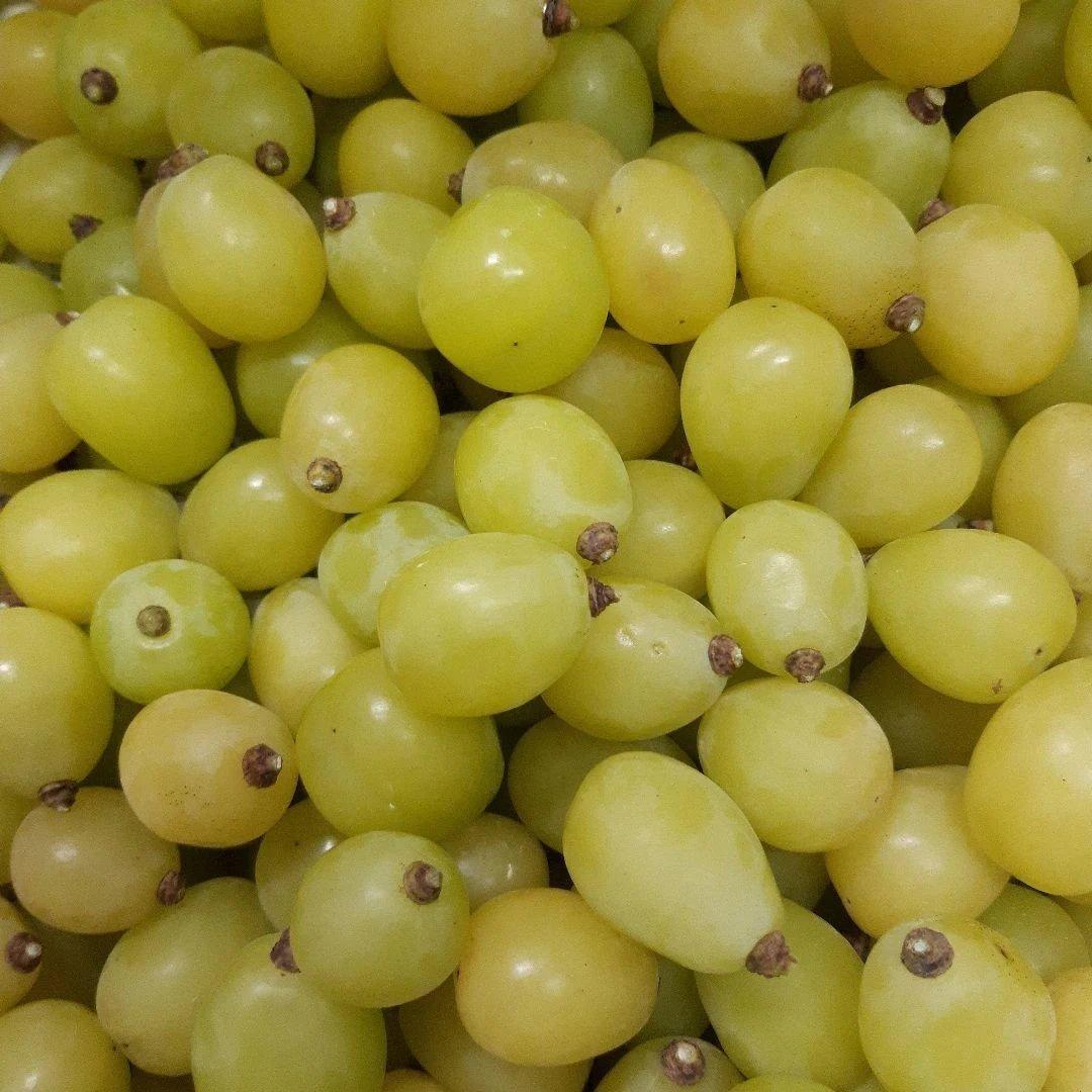 完熟多め入り粒5キロパック入り