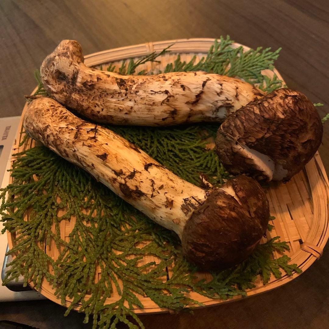 ②【岩手県産天然松茸】収穫最終　国産本場　つぼみ採れたて　産地直送179g 良質