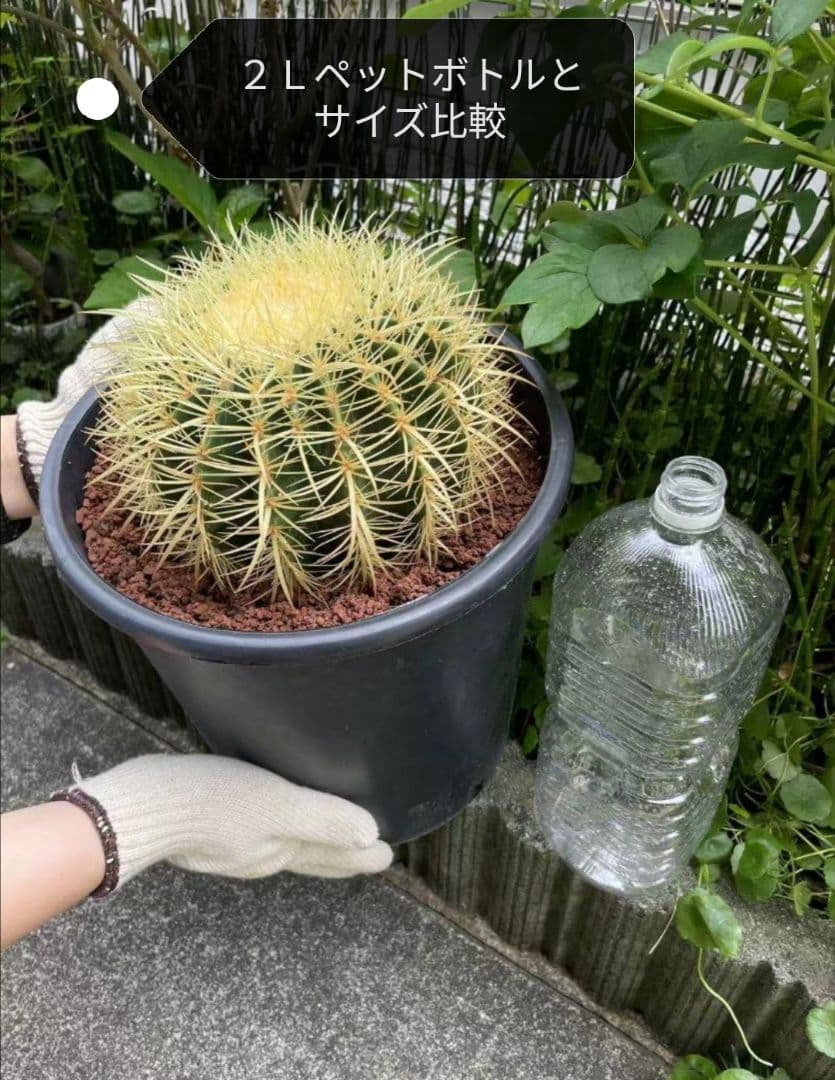 ｔ金鯱 サボテン キンシャチ 8号 ロックガーデン 逸品 エキノカクタス