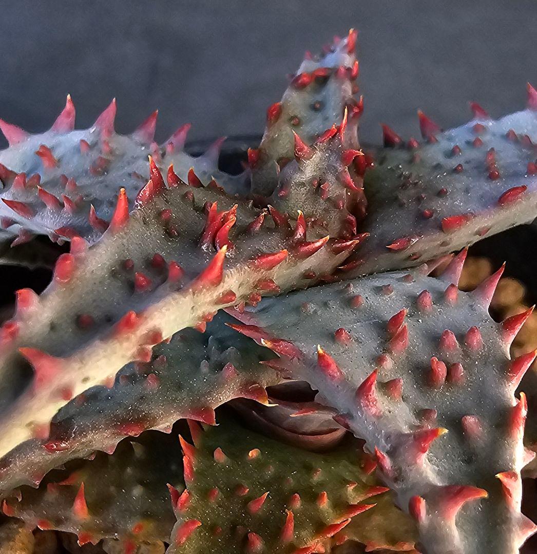 ロウルサンコさんラベル付き☆多肉植物 アロエ ブラッドサースティー