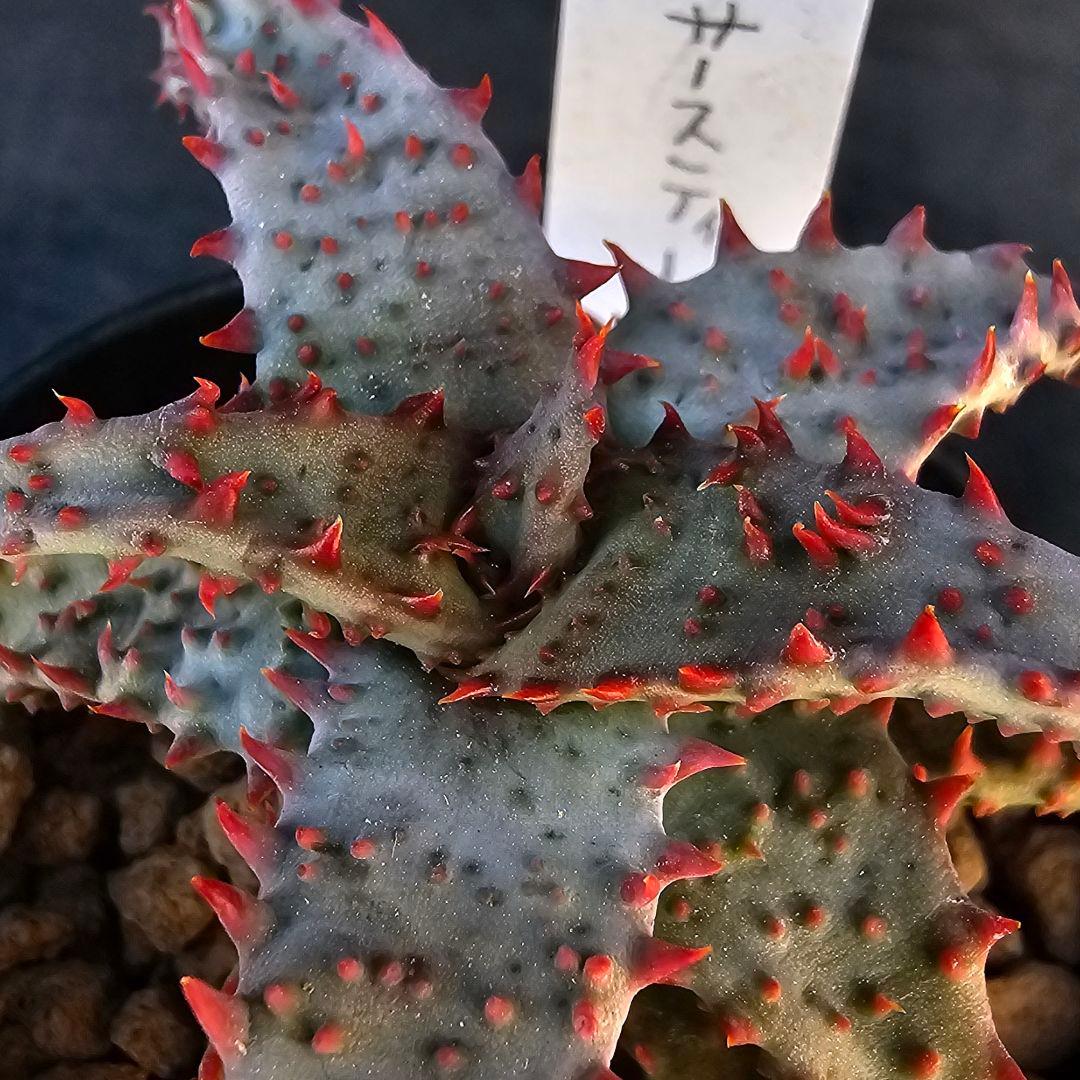 ロウルサンコさんラベル付き☆多肉植物 アロエ ブラッドサースティー