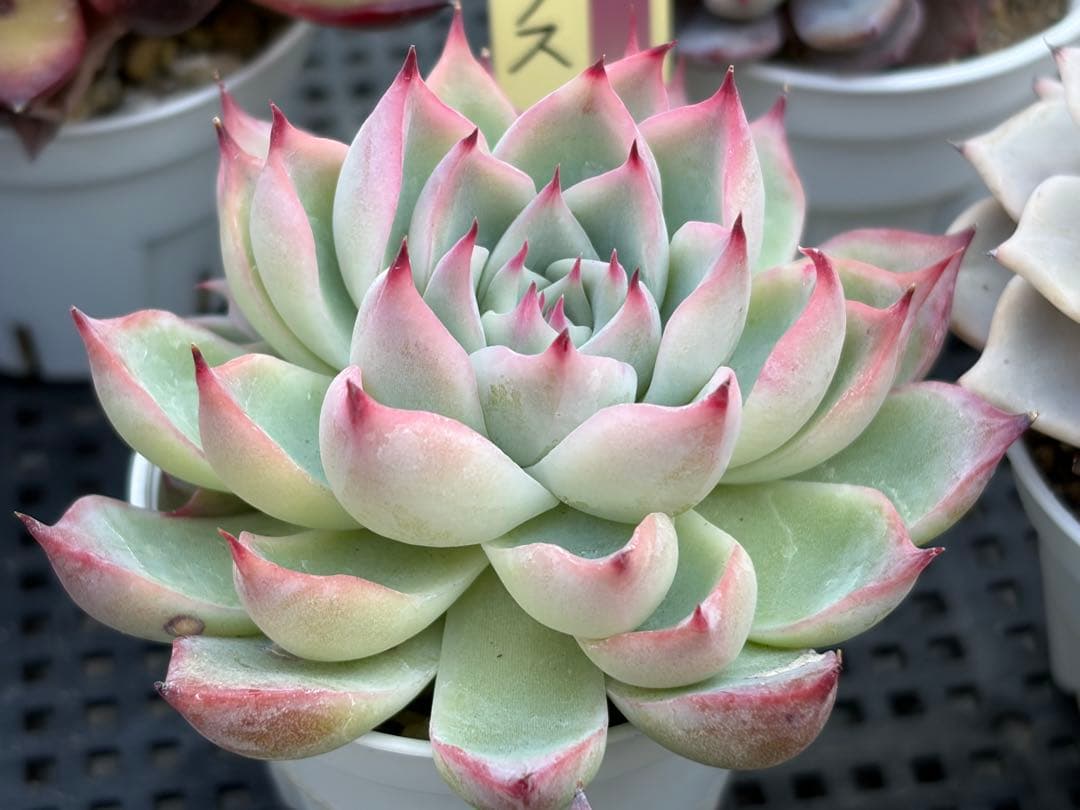 おらいさん苗12個セット　そわそわオマケで13苗ミックスベリア　エケベリア多肉