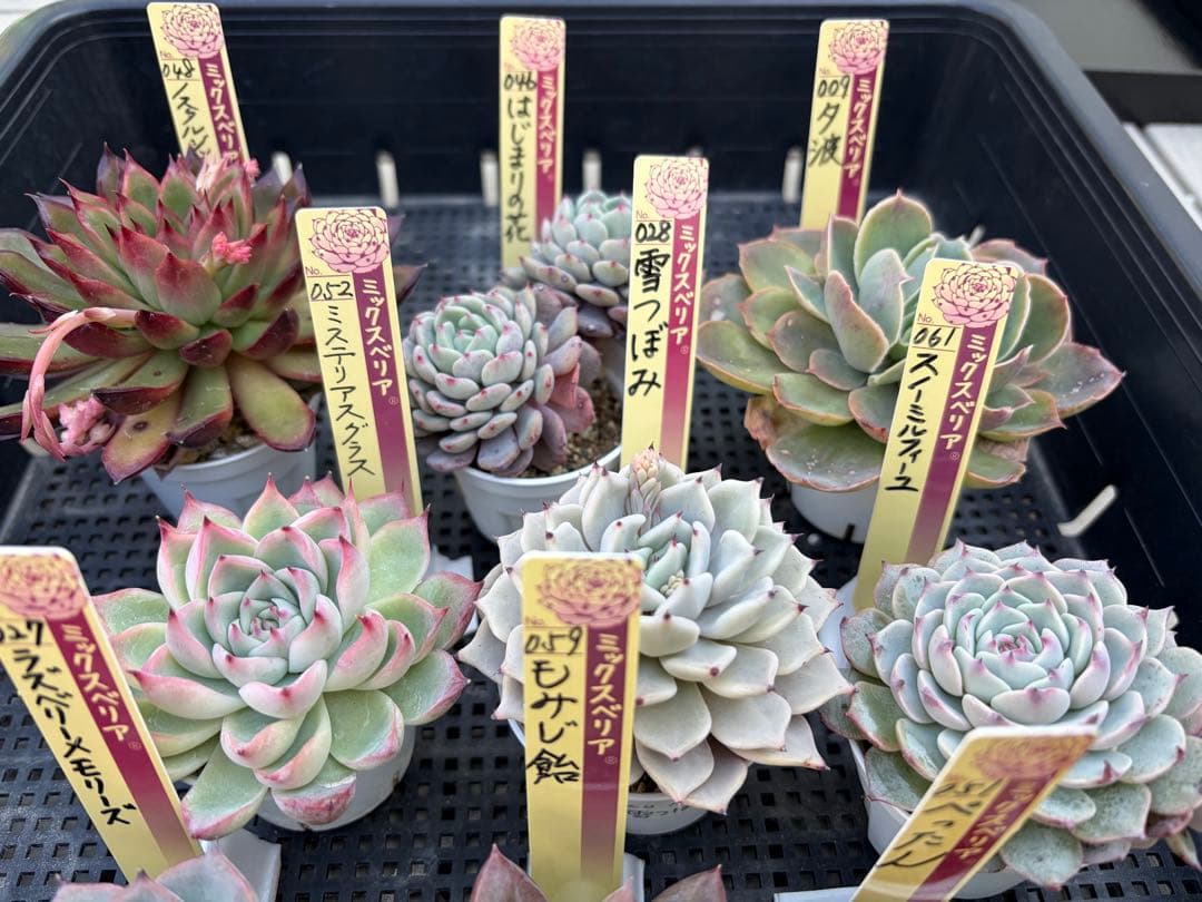 おらいさん苗12個セット　そわそわオマケで13苗ミックスベリア　エケベリア多肉