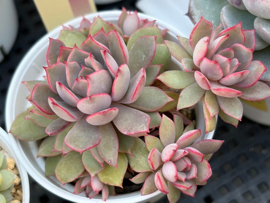 おらいさん苗12個セット　そわそわオマケで13苗ミックスベリア　エケベリア多肉