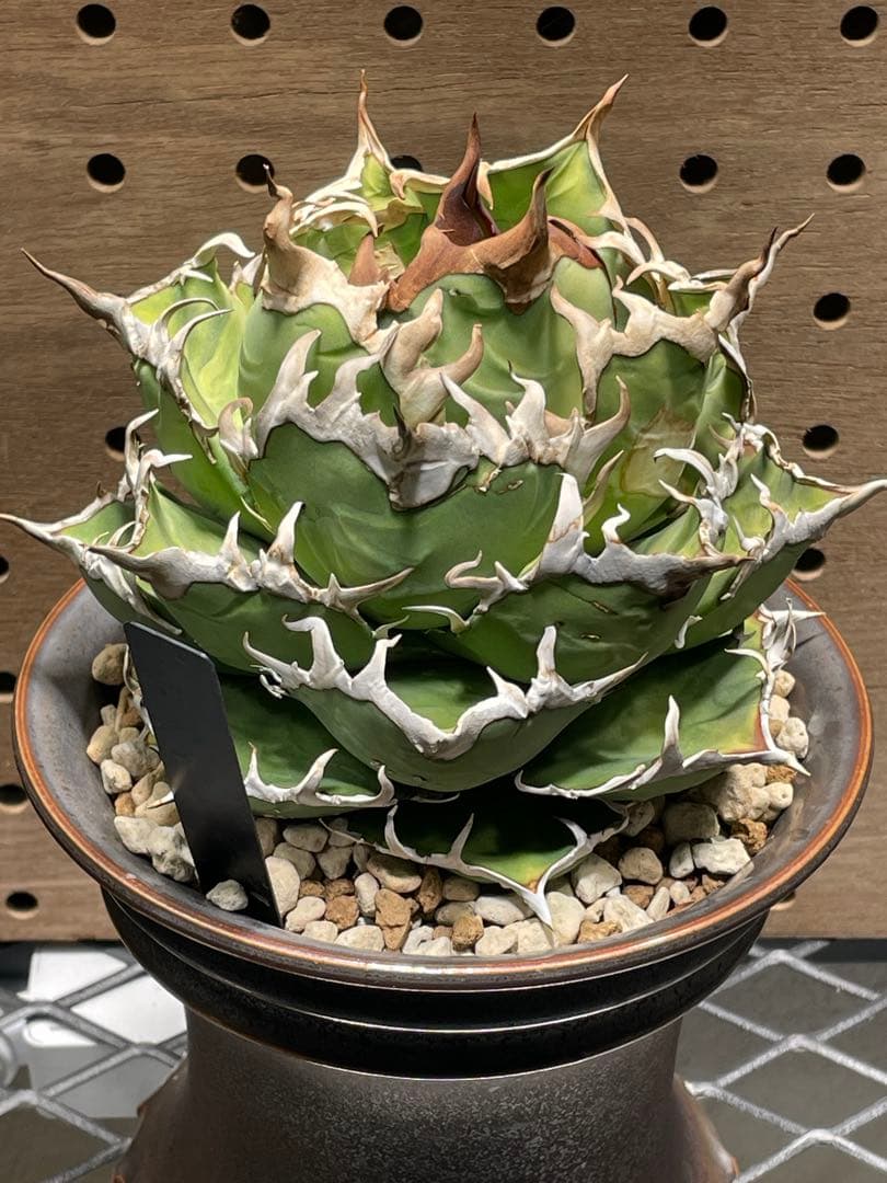 C*a様 アガベ　チタノタ　シーザー　親株　抜苗発送