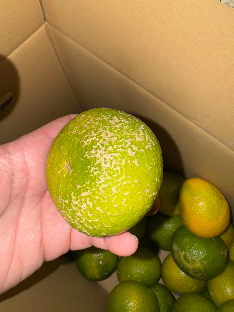 味にハズレなし！見た目を裏切る美味しさ【熊本産スイートスプリングMサイズ約20k