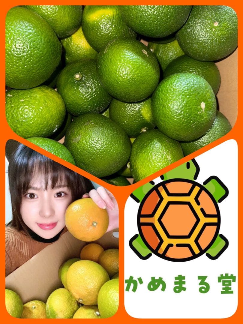 味にハズレなし！見た目を裏切る美味しさ【熊本産スイートスプリングMサイズ約20k