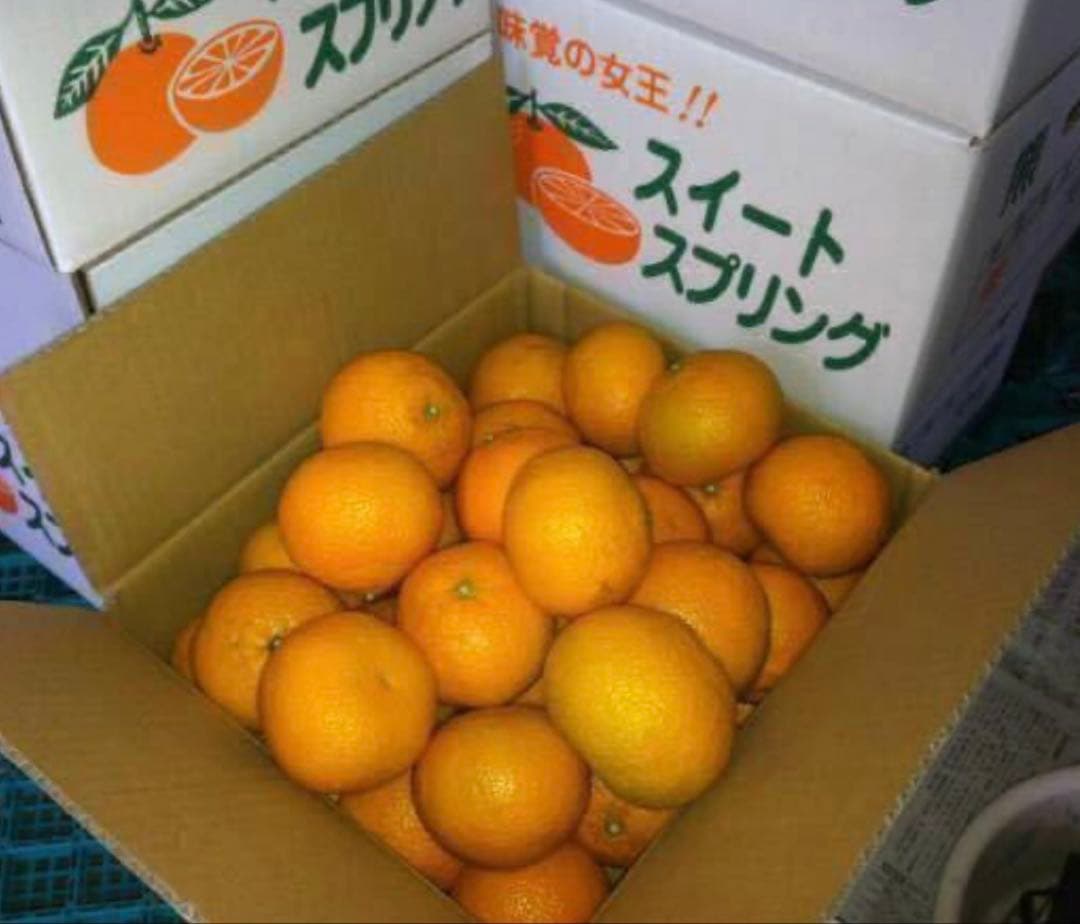 味にハズレなし！見た目を裏切る美味しさ【熊本産スイートスプリングMサイズ約20k