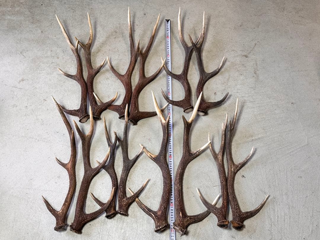 日本鹿の角 7対 (14本) No.6