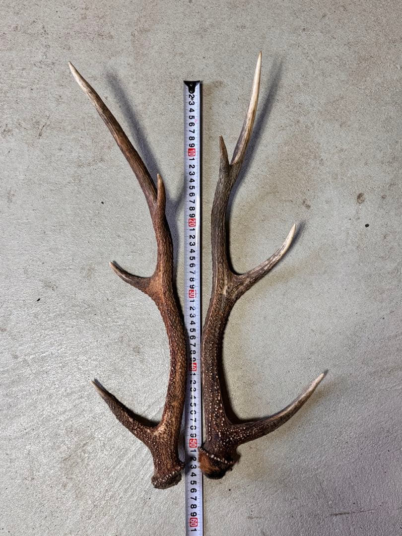 日本鹿の角 7対 (14本) No.6