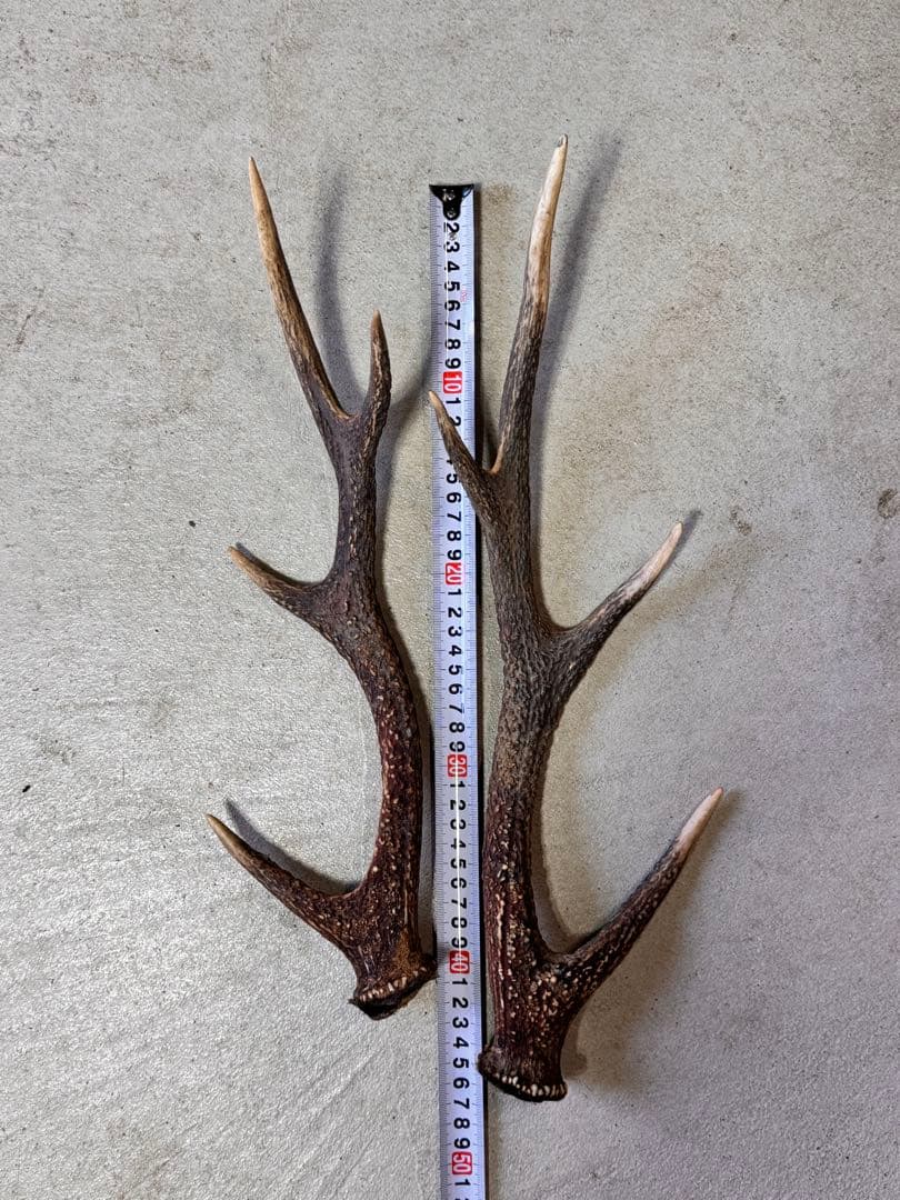 日本鹿の角 7対 (14本) No.6