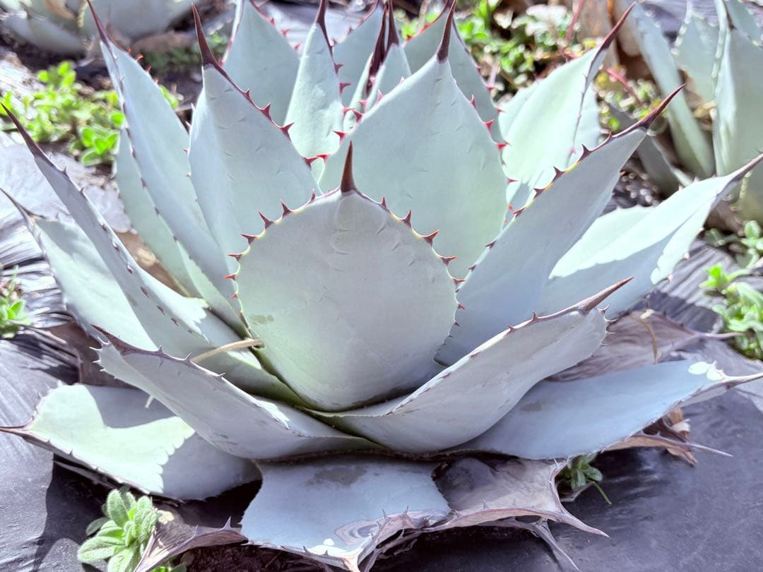 アガベ　吉祥天　子株付き