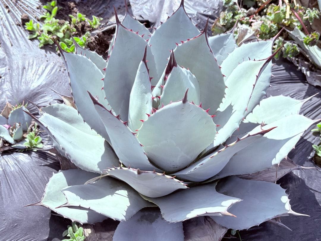 アガベ　吉祥天　子株付き