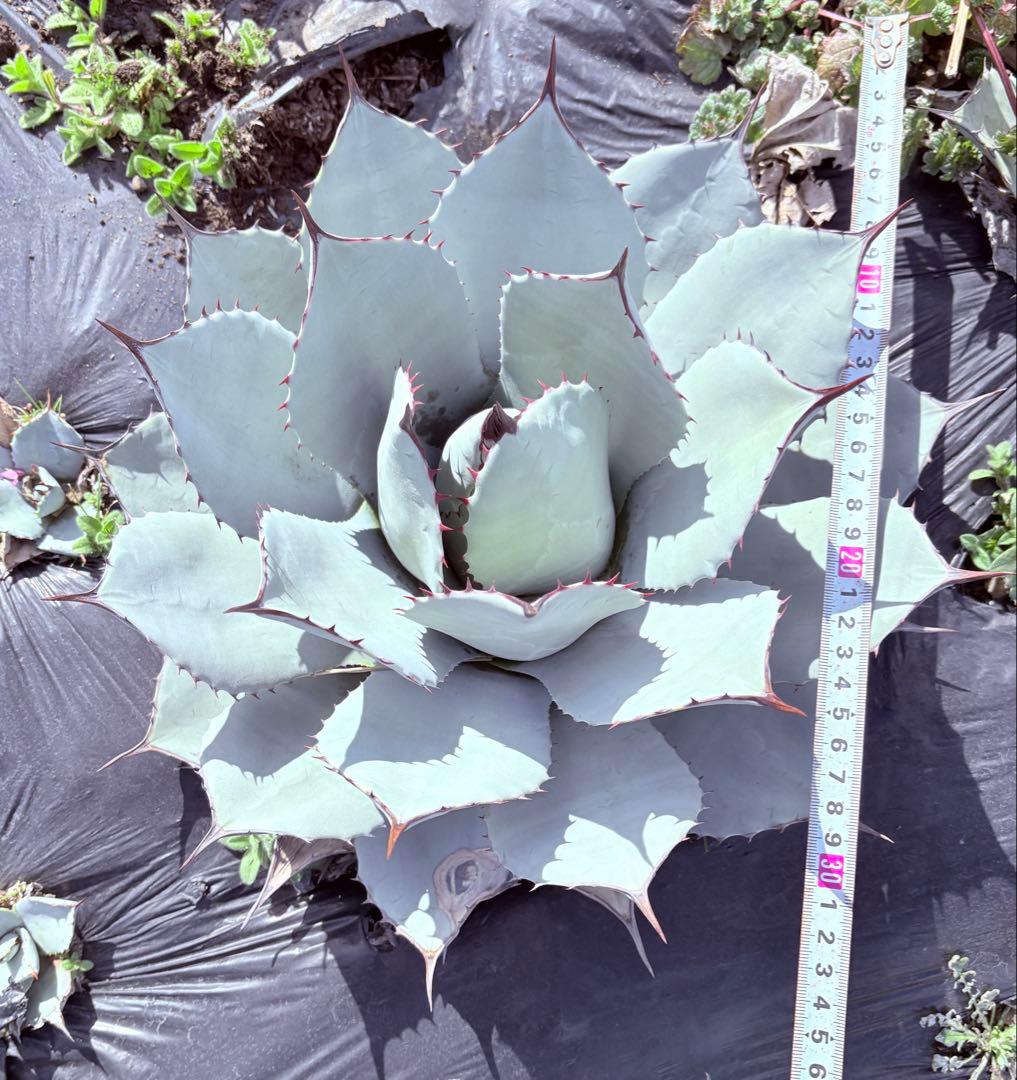 アガベ　吉祥天　子株付き