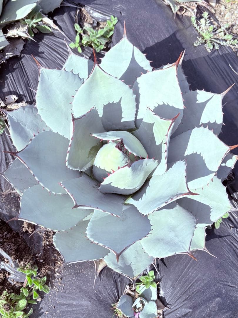 アガベ　吉祥天　子株付き