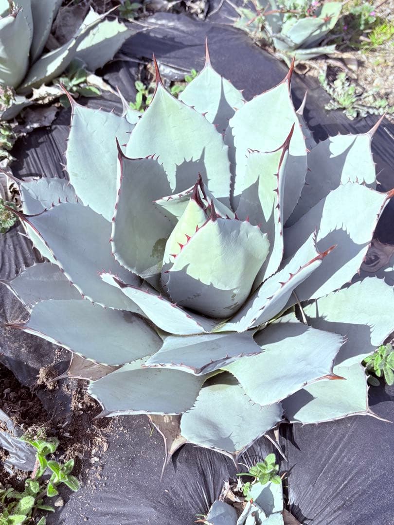 アガベ　吉祥天　子株付き