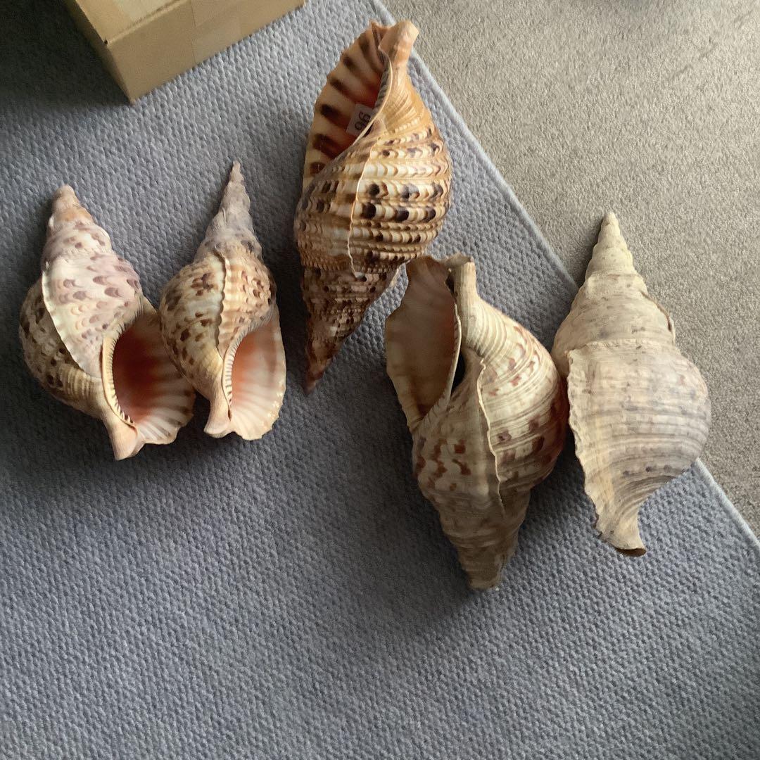 法螺貝まとめウリ