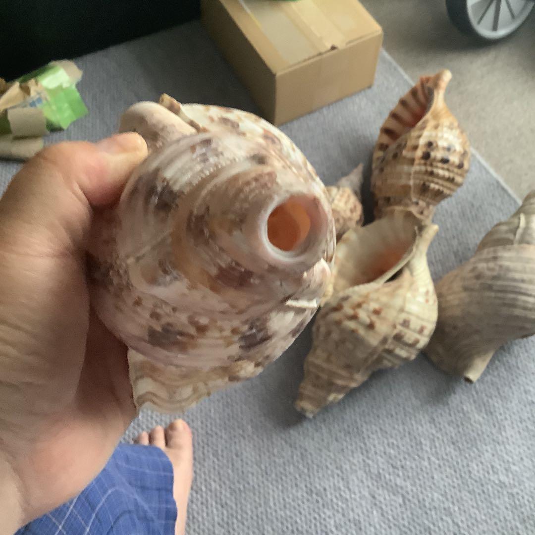 法螺貝まとめウリ