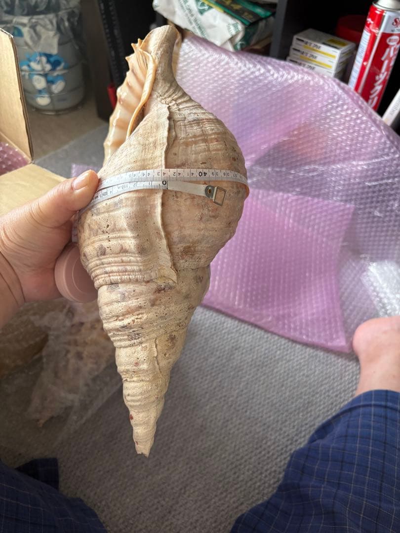 法螺貝まとめウリ