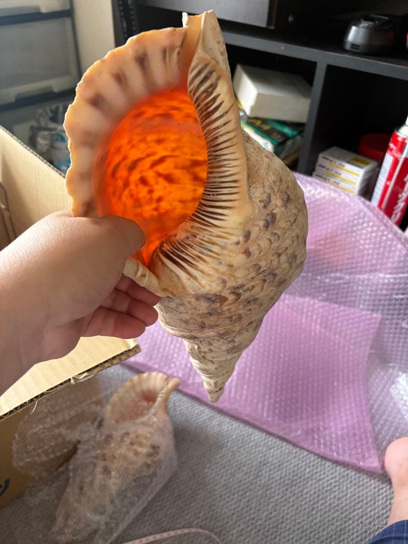 法螺貝まとめウリ