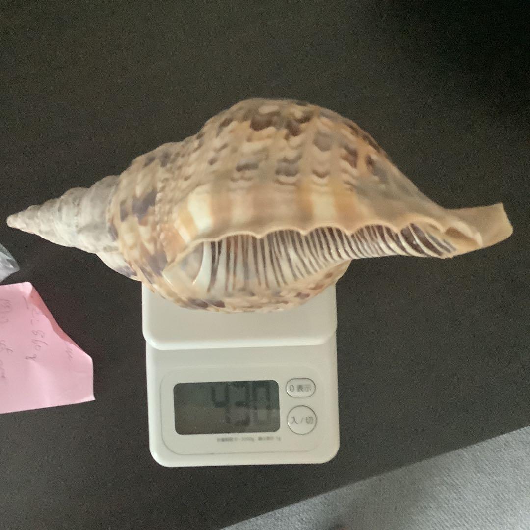 法螺貝まとめウリ