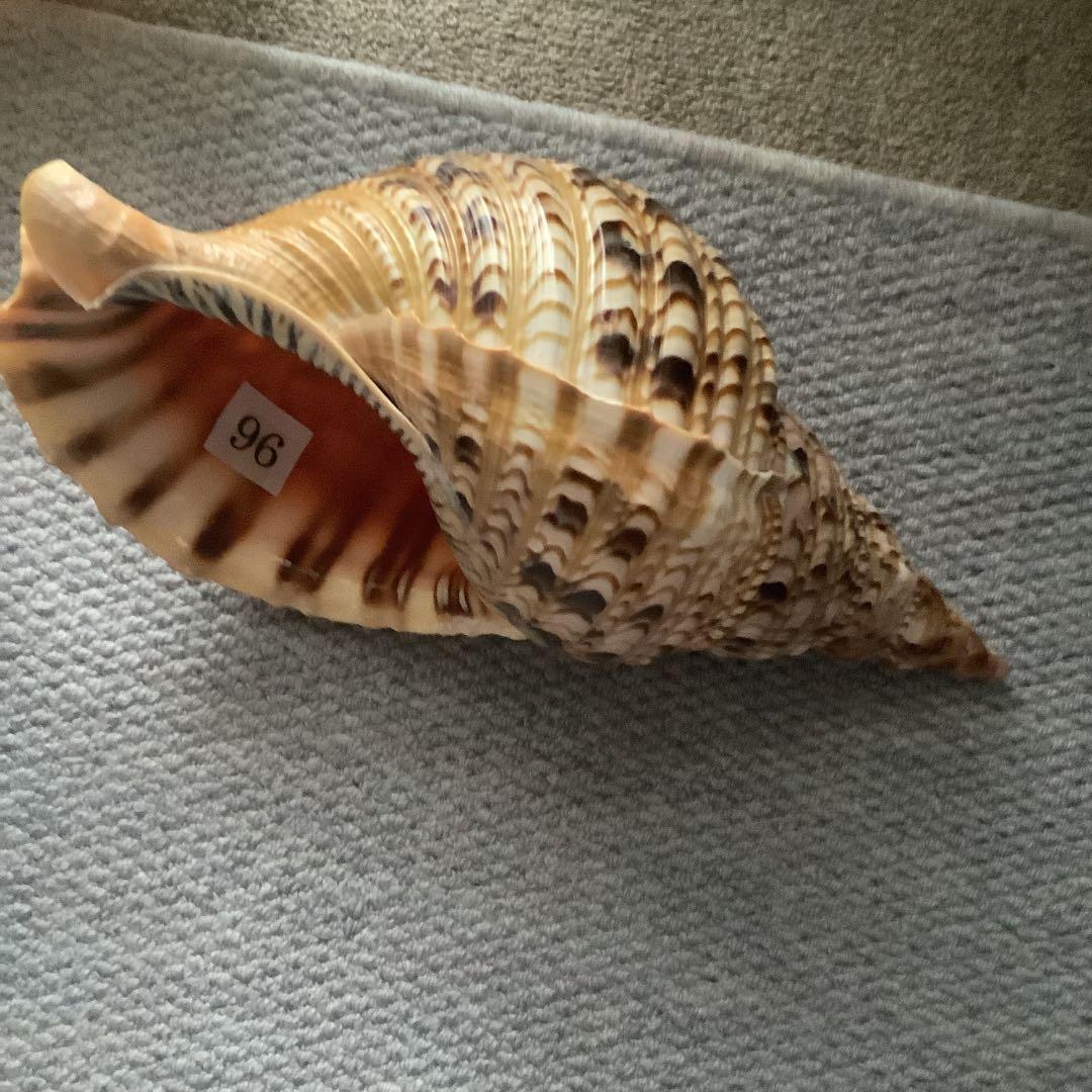 法螺貝まとめウリ