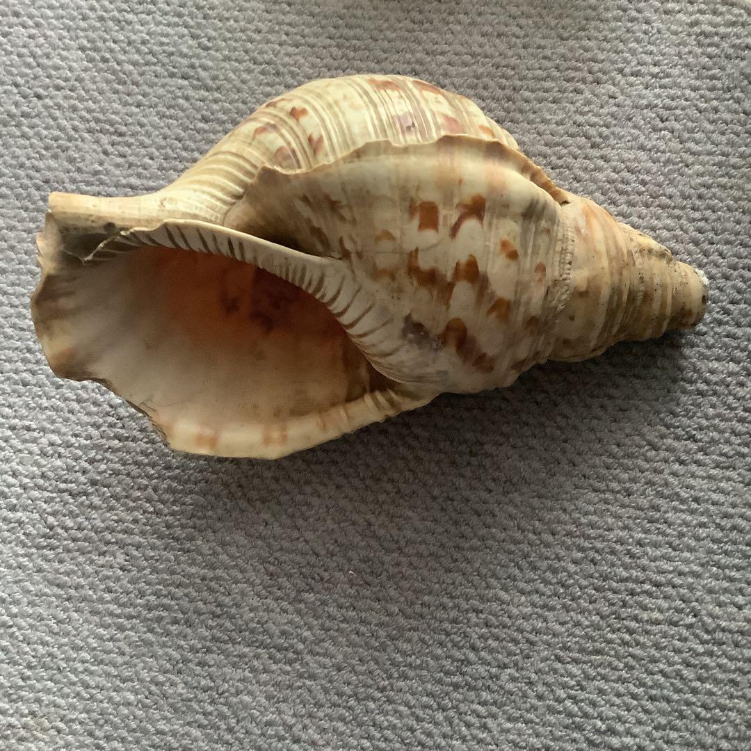 法螺貝まとめウリ