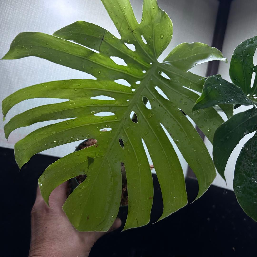 も*ぎ様 モンステラデリシオーサマクロコズム超希少系統鉢植え40㎝