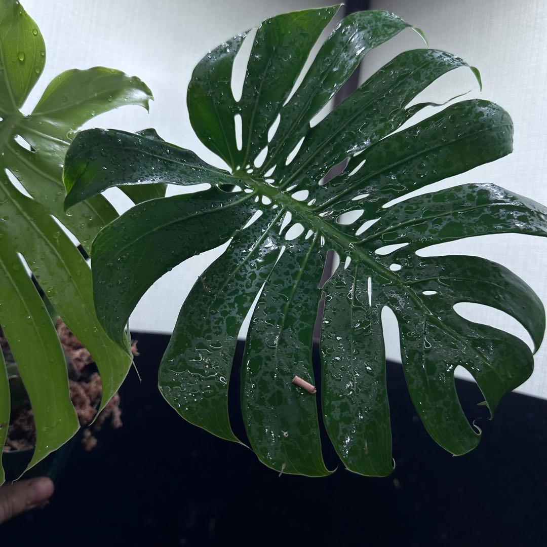 も*ぎ様 モンステラデリシオーサマクロコズム超希少系統鉢植え40㎝