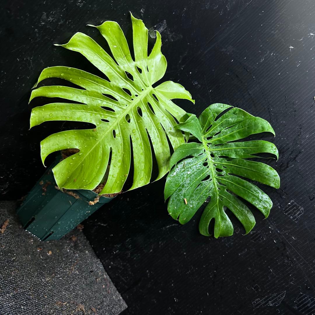 も*ぎ様 モンステラデリシオーサマクロコズム超希少系統鉢植え40㎝