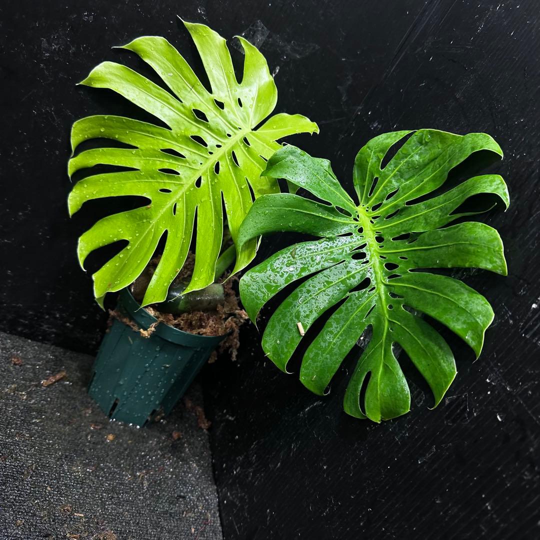 も*ぎ様 モンステラデリシオーサマクロコズム超希少系統鉢植え40㎝