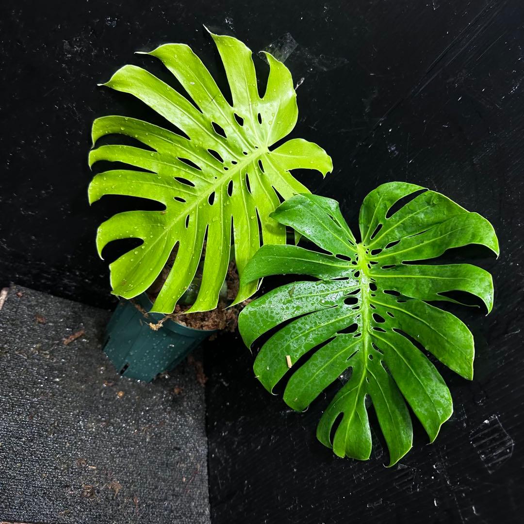 も*ぎ様 モンステラデリシオーサマクロコズム超希少系統鉢植え40㎝