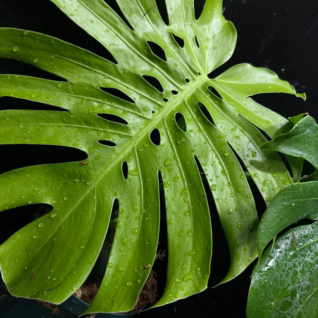 も*ぎ様 モンステラデリシオーサマクロコズム超希少系統鉢植え40㎝