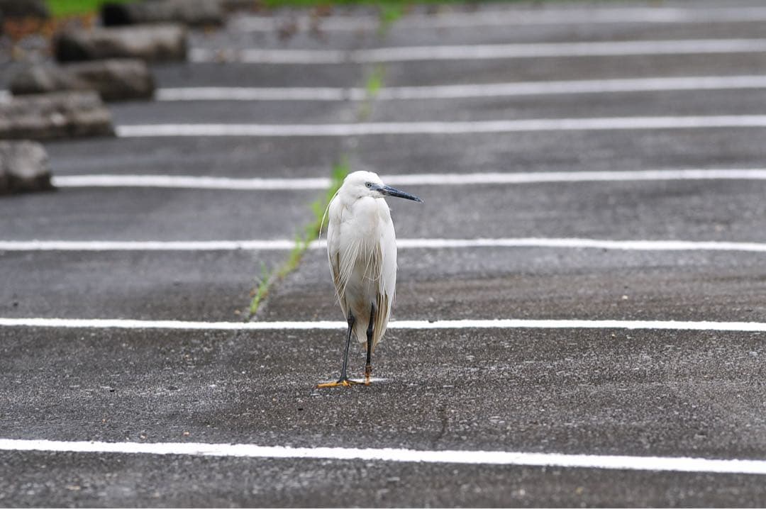 レンズ(単焦点) Tokina AT-X AF PRO 300mm f2.8 SD