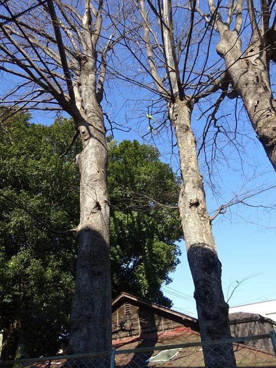 ソニー DSC-WX350 Cyber-shot サイバーショット 完動品