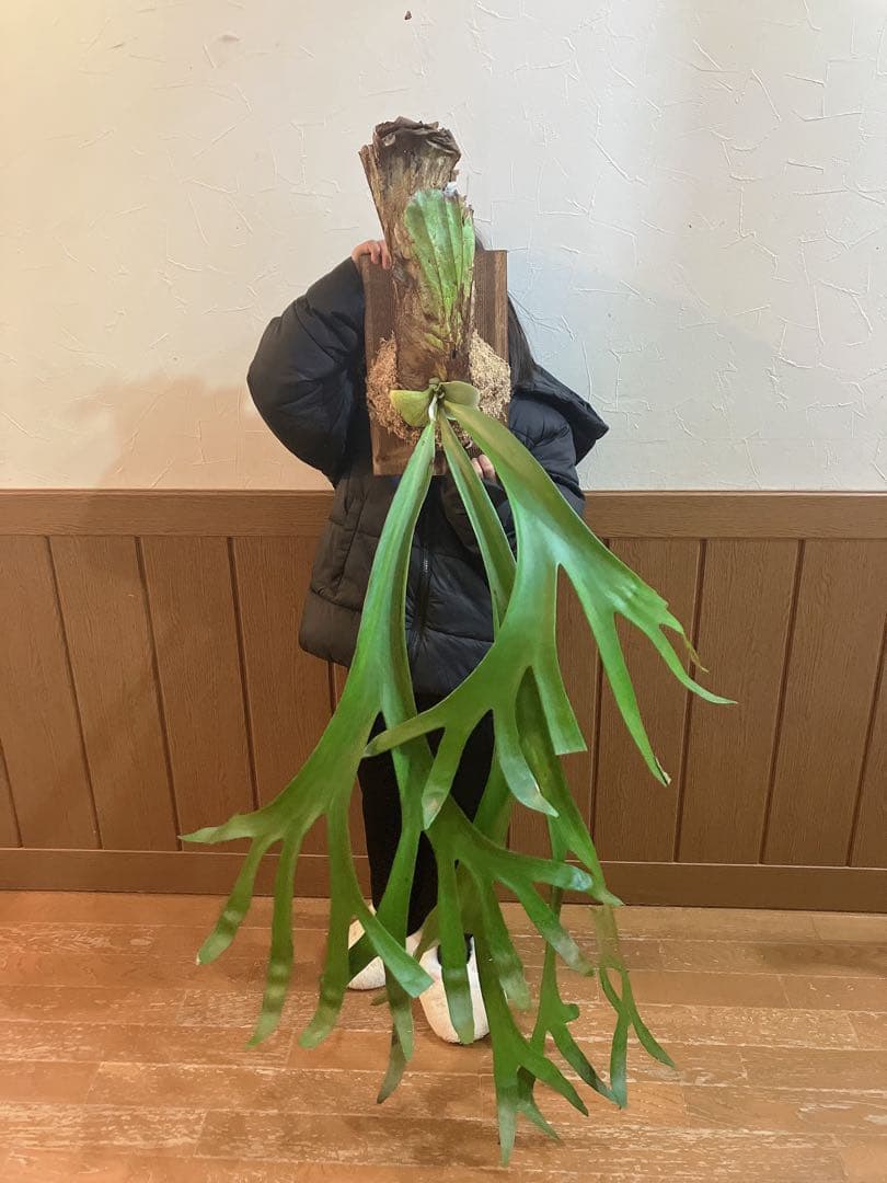 特大ビカクシダ　ウィリンキーwild\