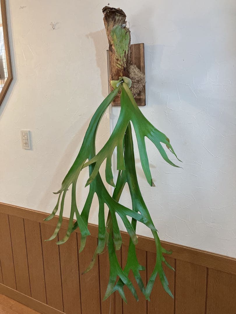 特大ビカクシダ　ウィリンキーwild\"east java\" コウモリラン