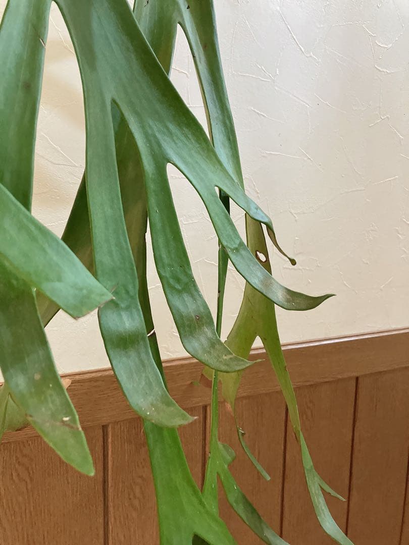 特大ビカクシダ　ウィリンキーwild\"east java\" コウモリラン