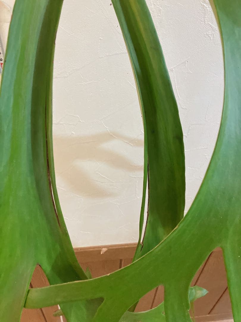 特大ビカクシダ　ウィリンキーwild\"east java\" コウモリラン