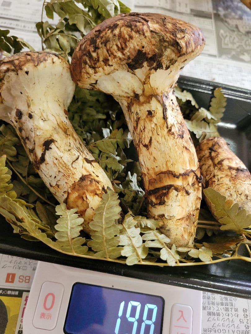 10月18日採り 岩手県産 松茸 マツタケ 国産 まつたけ